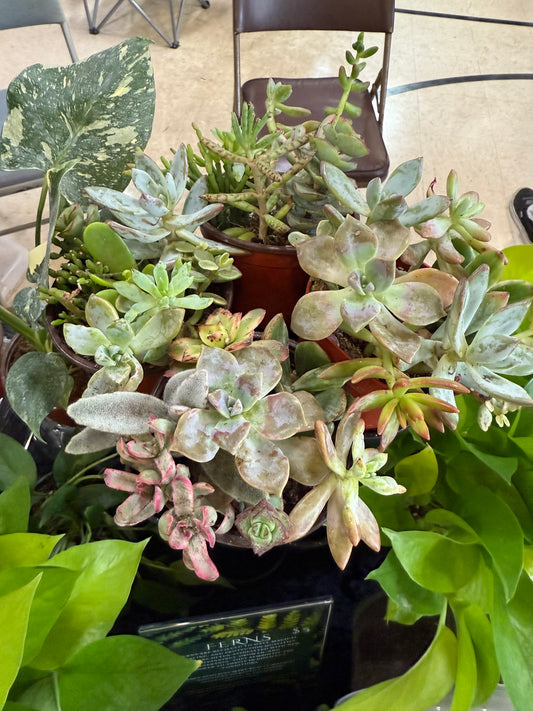 Succulent Garden