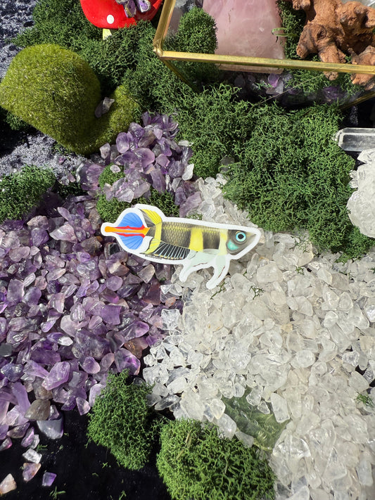 Clown Killifish Sticker