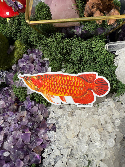 Super Red Arrowana Sticker
