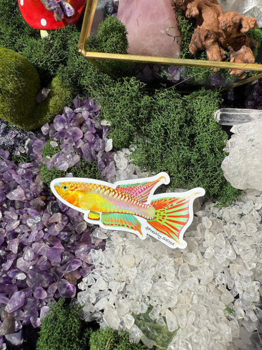 Gardnerei Killifish Magnet