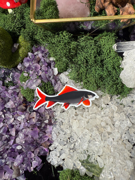 Red Tail Shark Sticker