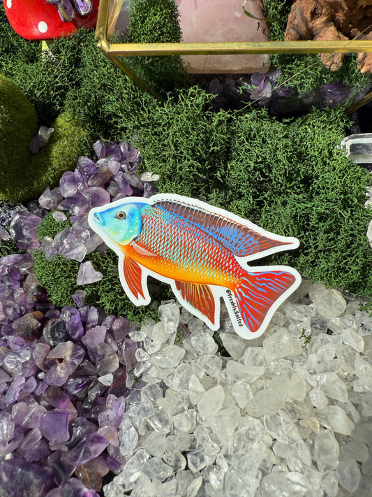 Red Empress Cichlid Sticker