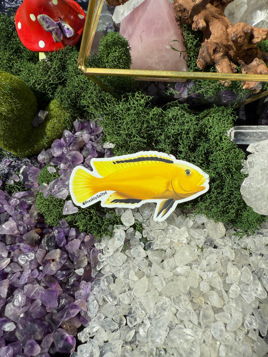 Yellow Mbuna Sticker