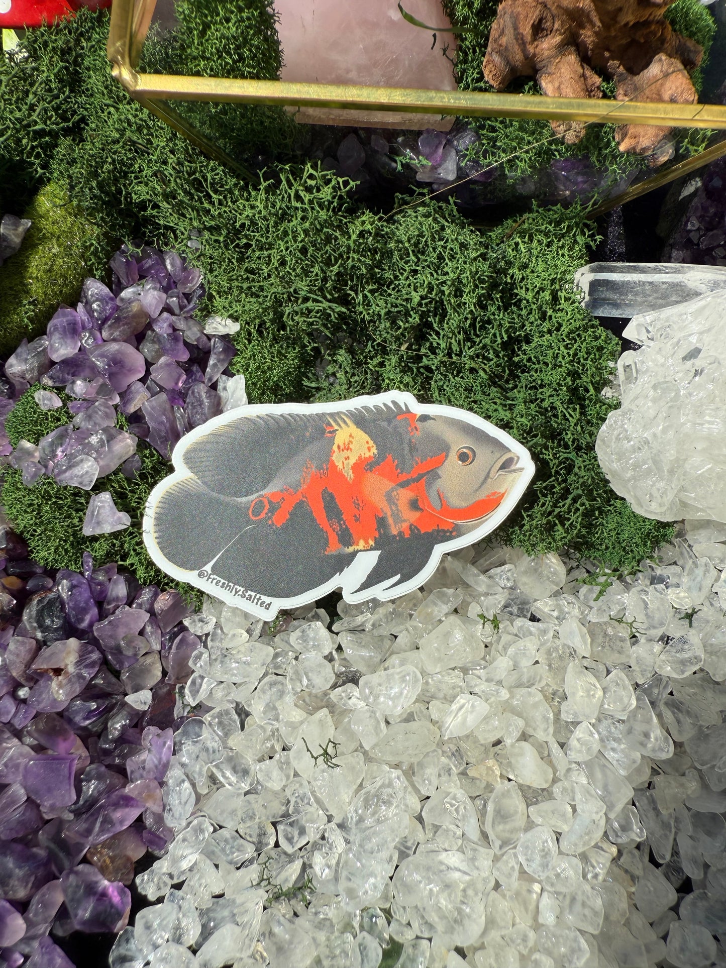 Oscar Cichlid Sticker