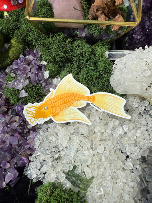 Golden Sailfin Pleco