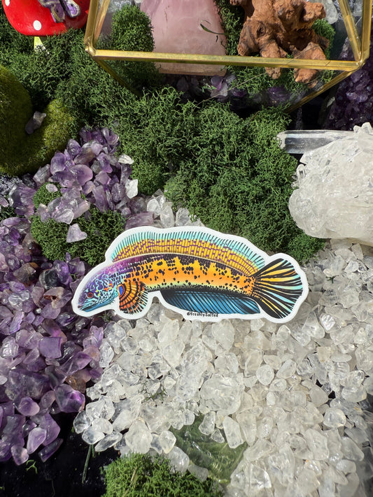 Channa Bleheri Predator Fish Sticker