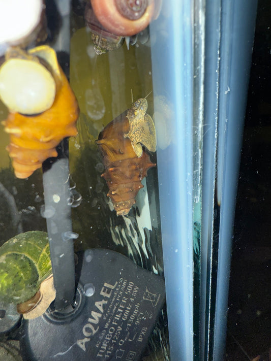 Pagoda Snail (Brotia pagodula)