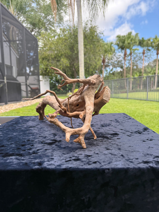 Large Tanglewood Root 1