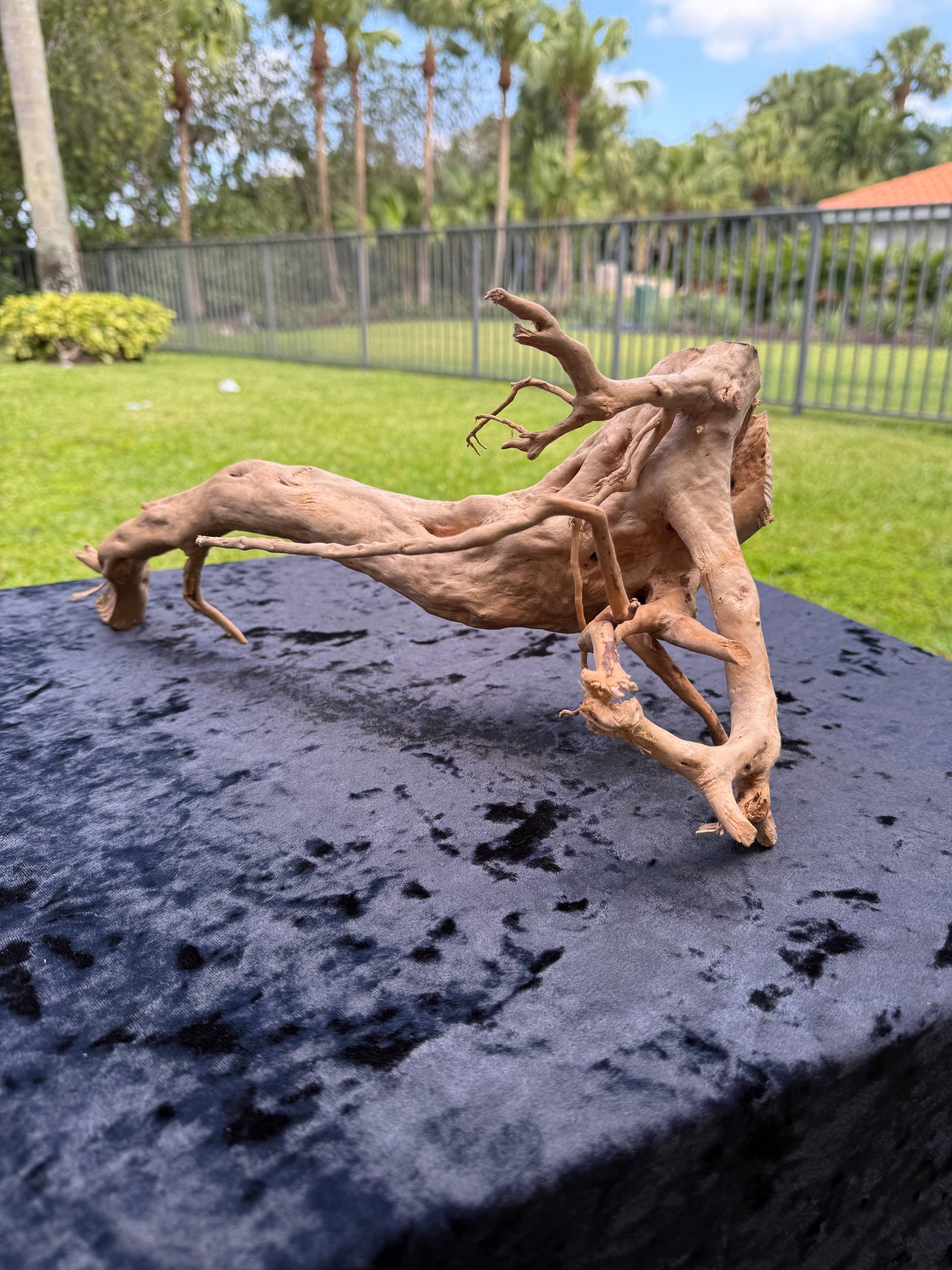 Large Tanglewood Root 1