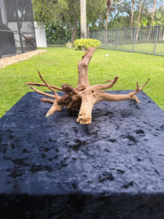 Large Tanglewood Root 2