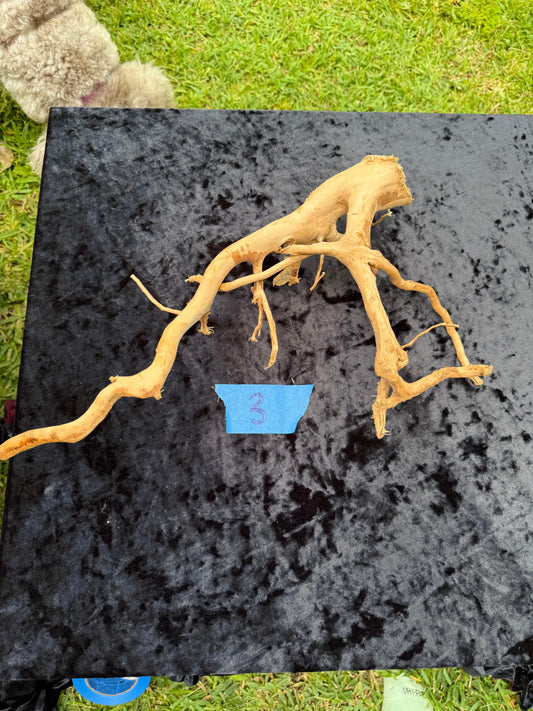 Large Tanglewood Root 3