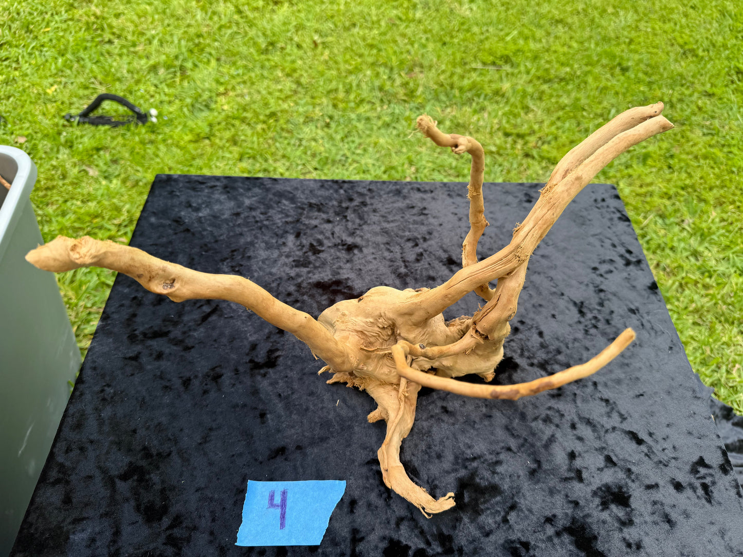Large Tanglewood Root 4