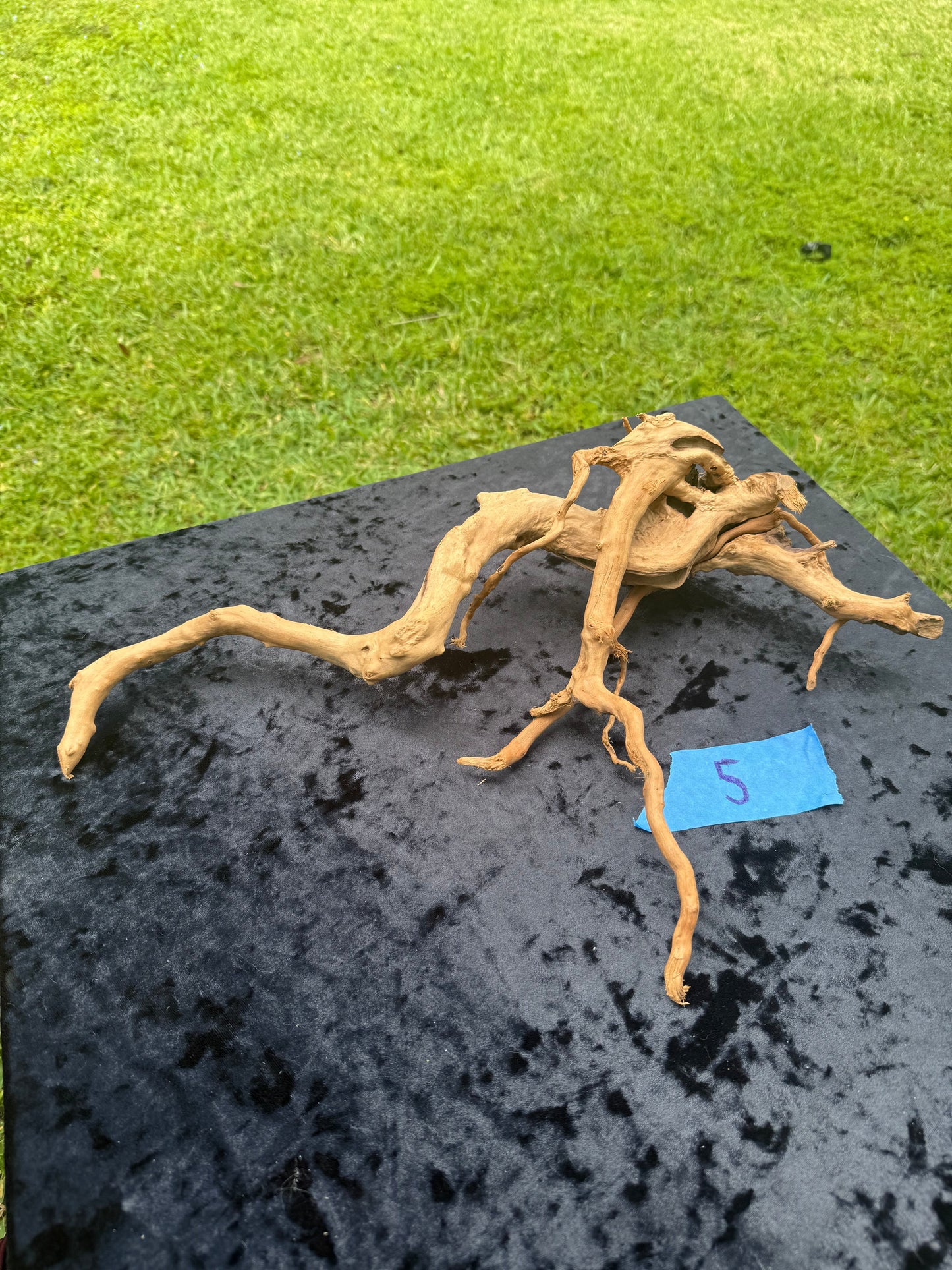 Large Tanglewood Root 5