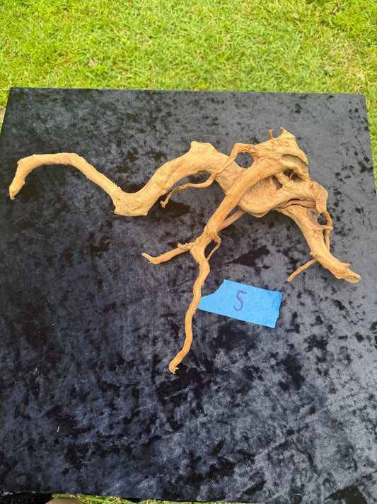 Large Tanglewood Root 5