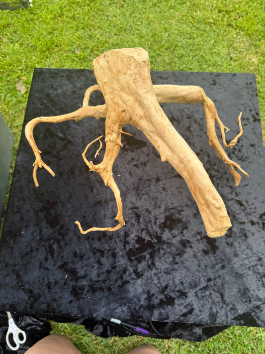 Large Tanglewood Root 6