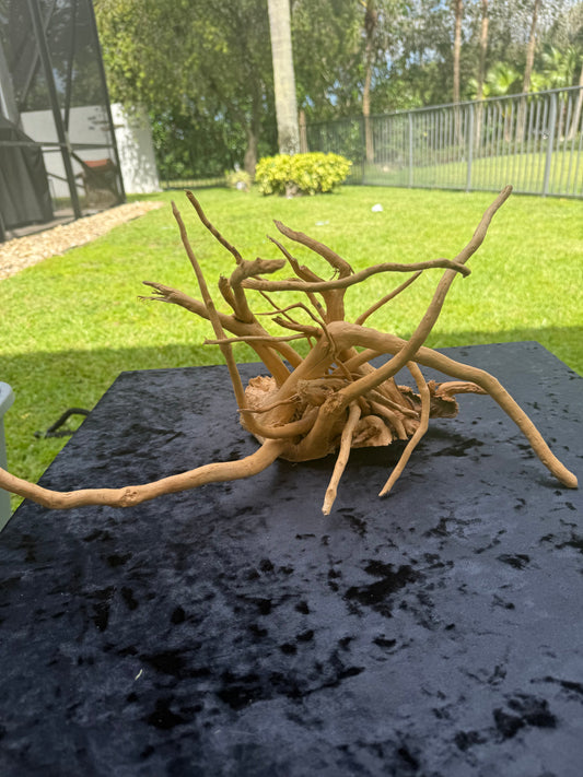 Large Tanglewood Root 7