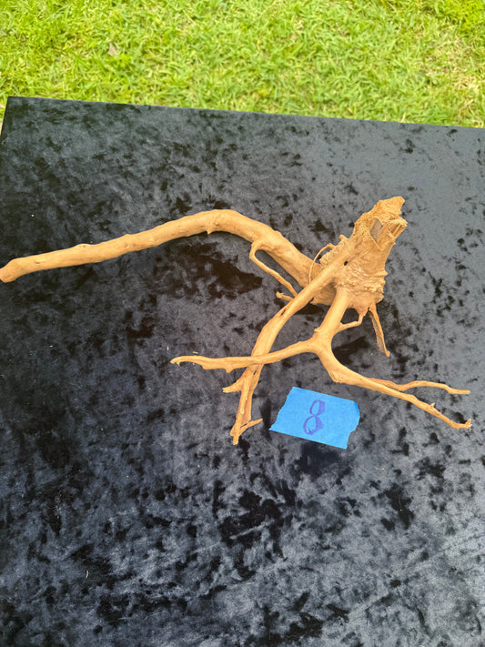 Large Tanglewood Root 8