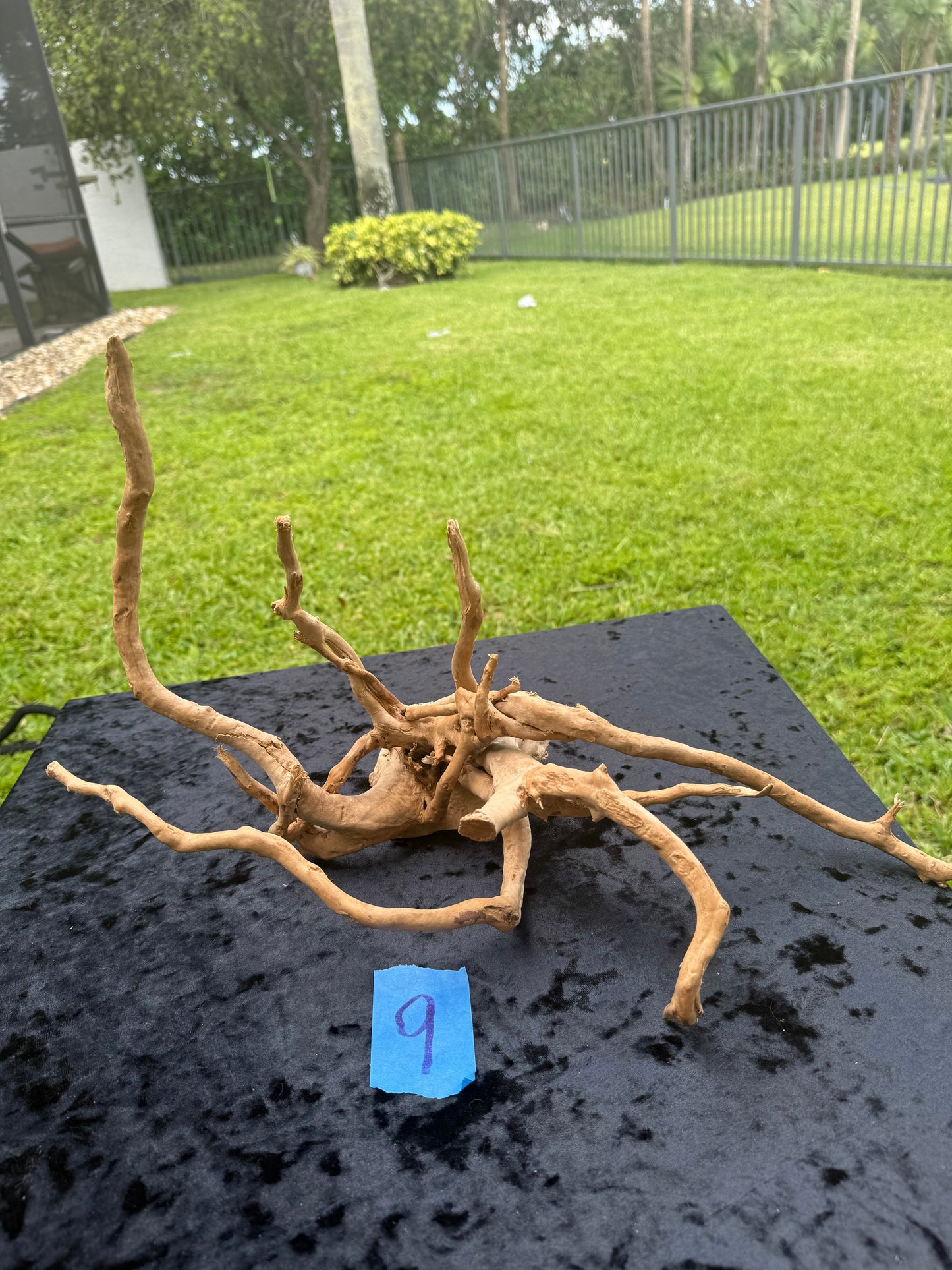 Large Tanglewood Root