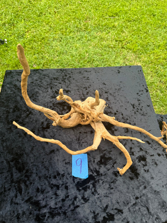 Large Tanglewood Root 9