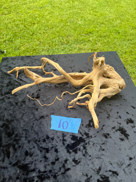 Large Tanglewood Root 10