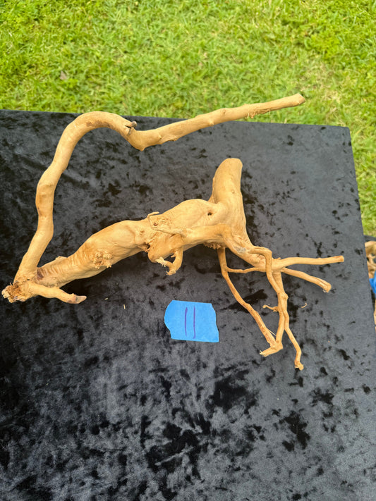 Large Tanglewood Root 11