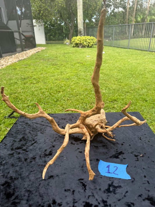 Large Tanglewood Root 12