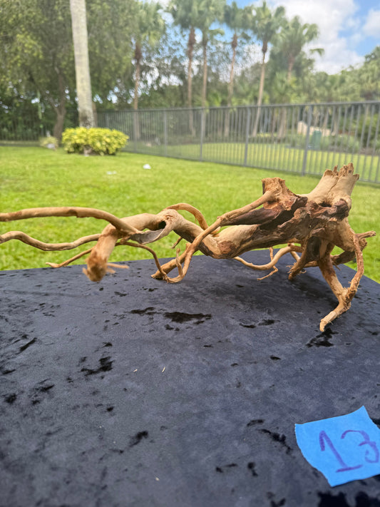 Large Tanglewood Root