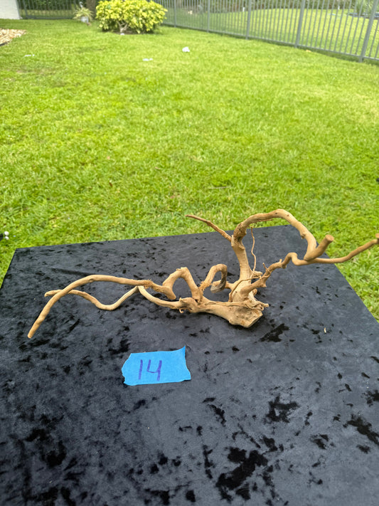 Large Tanglewood Root