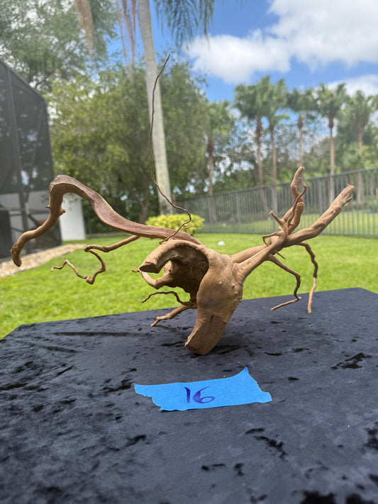 Large Tanglewood Root
