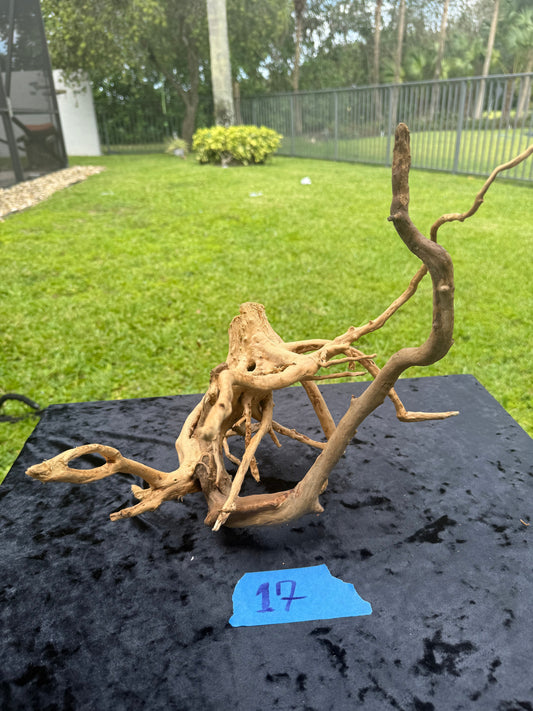 Large Tanglewood Root