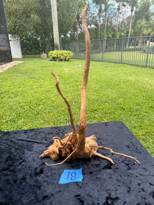 Large Tanglewood Root