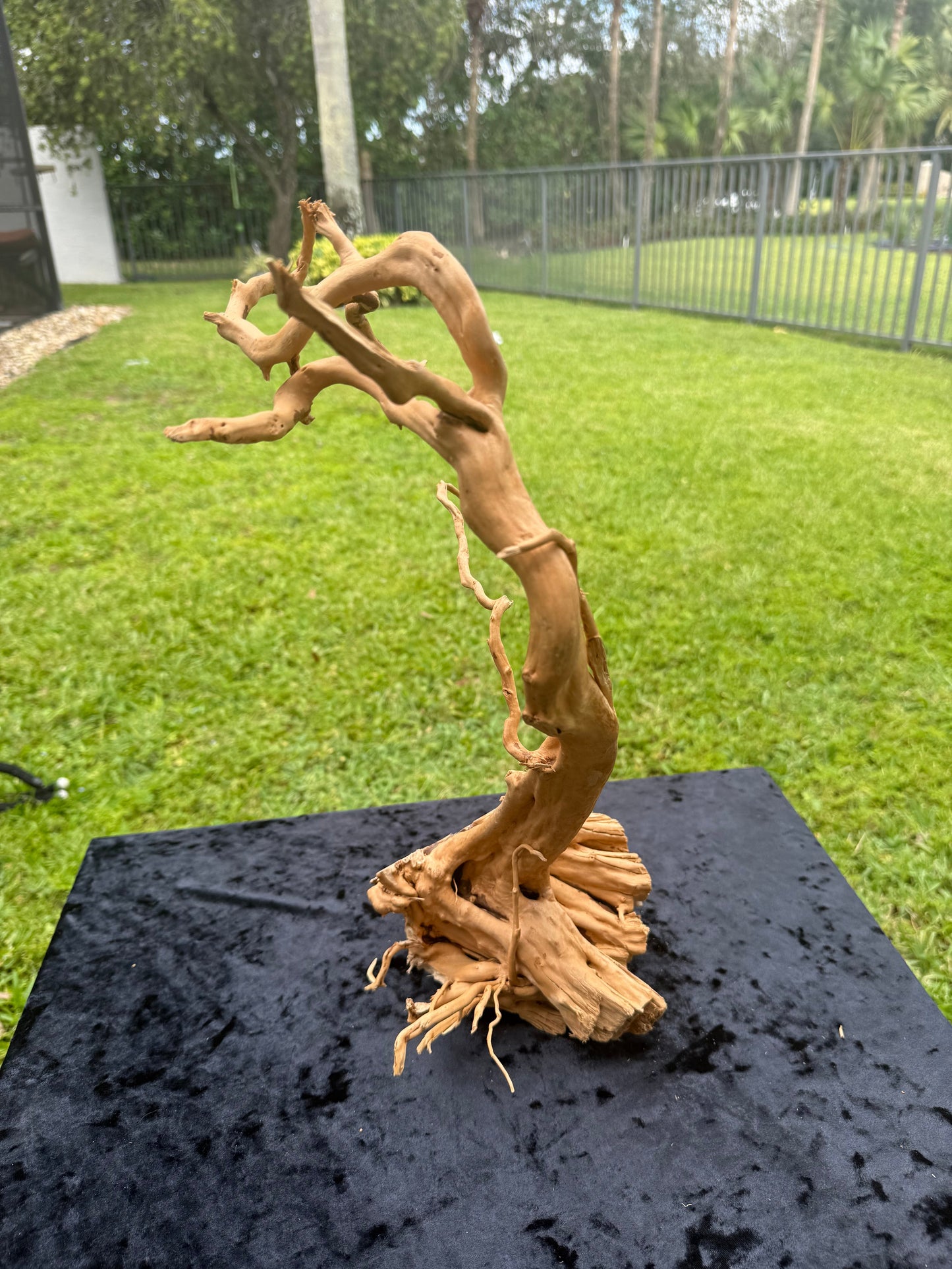 Large Tanglewood Root