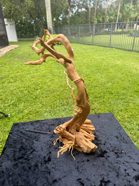 Large Tanglewood Root