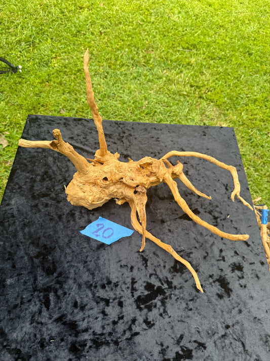 Large Tanglewood Root