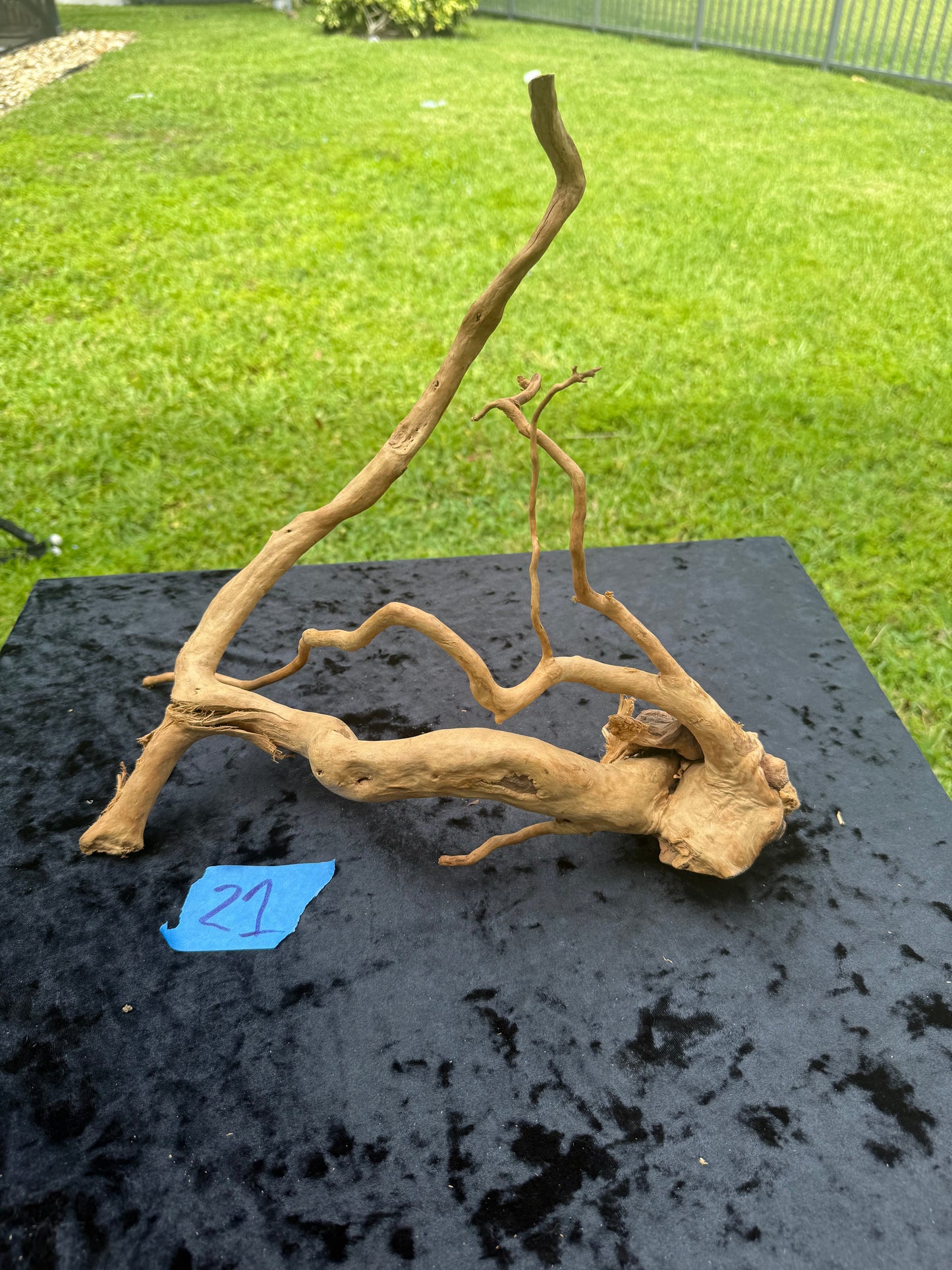 Large Tanglewood Root