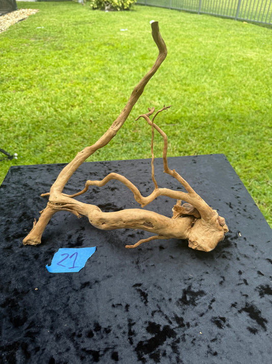 Large Tanglewood Root