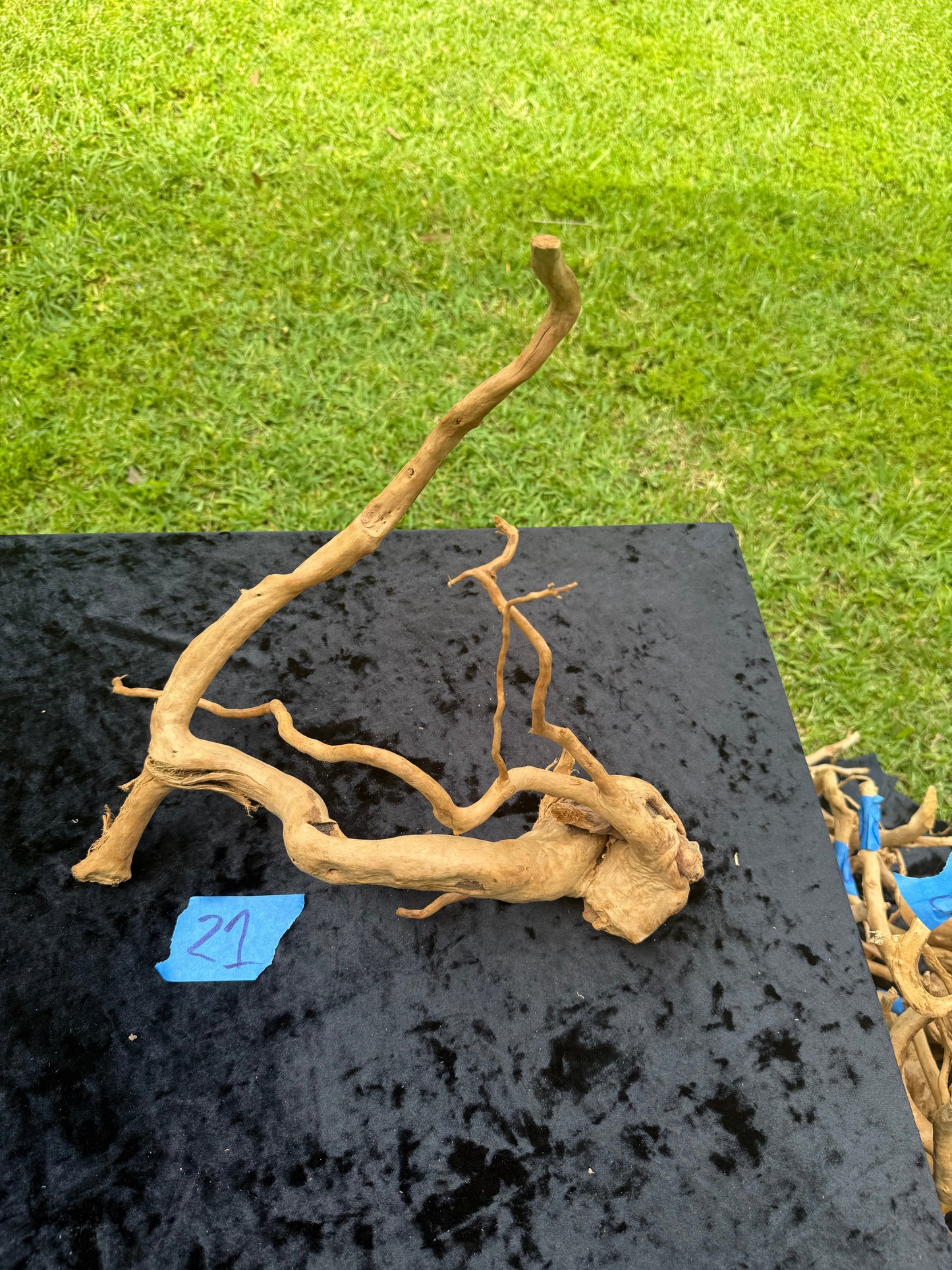 Large Tanglewood Root