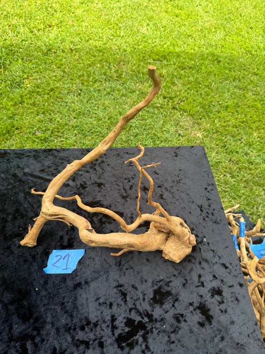 Large Tanglewood Root