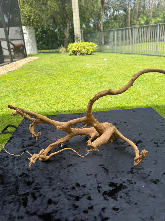 Large Tanglewood Root