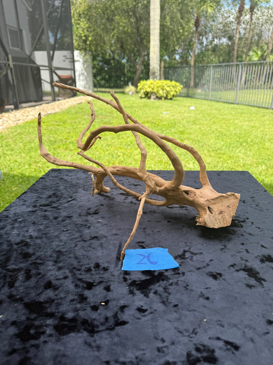 Large Tanglewood Root