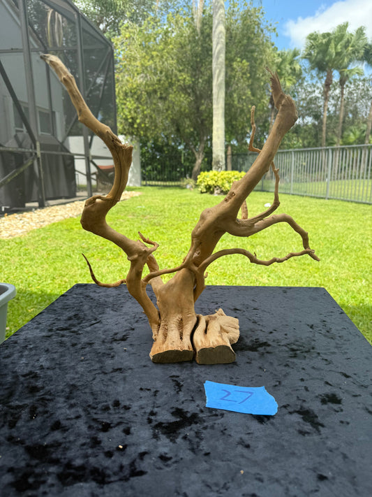 Large Tanglewood Root