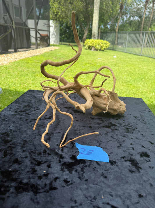 Large Tanglewood Root