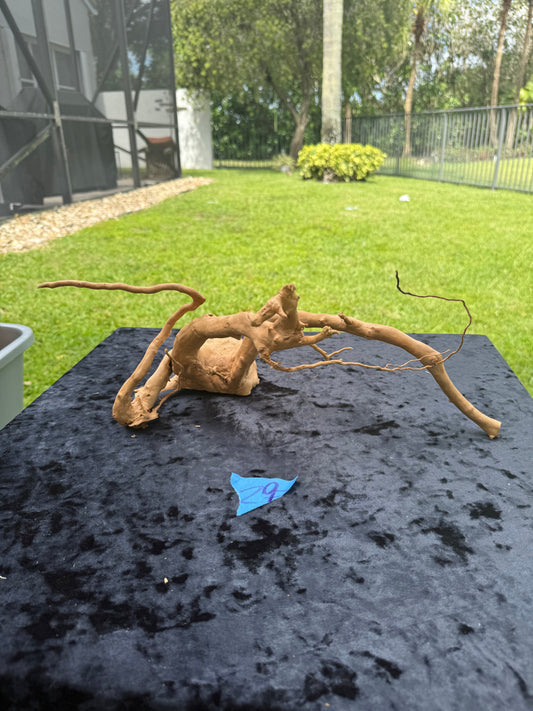 Large Tanglewood Root