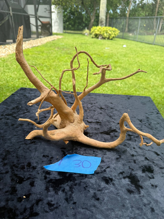 Large Tanglewood Root