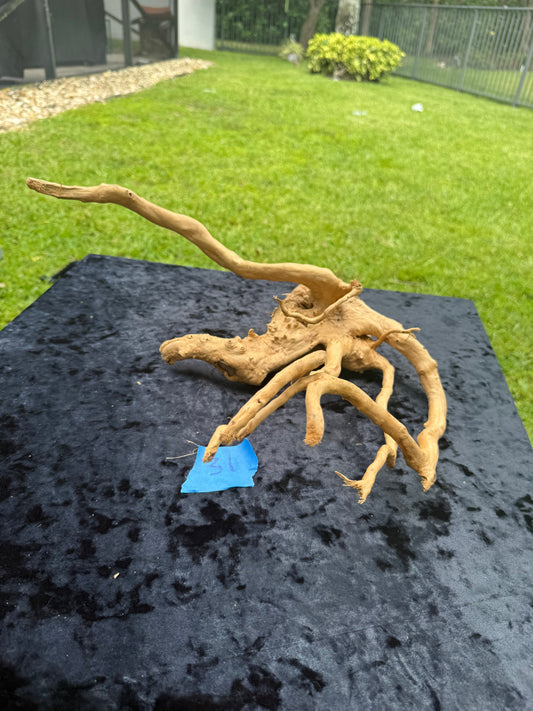 Large Tanglewood Root