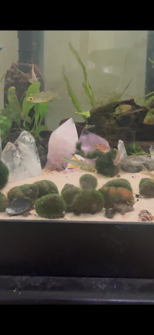 Celeb Rainbowfish (Telmatherina ladigesi)