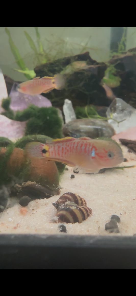 Peacock Gudgeon