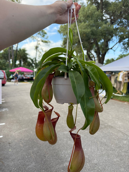 Pitcher Plant