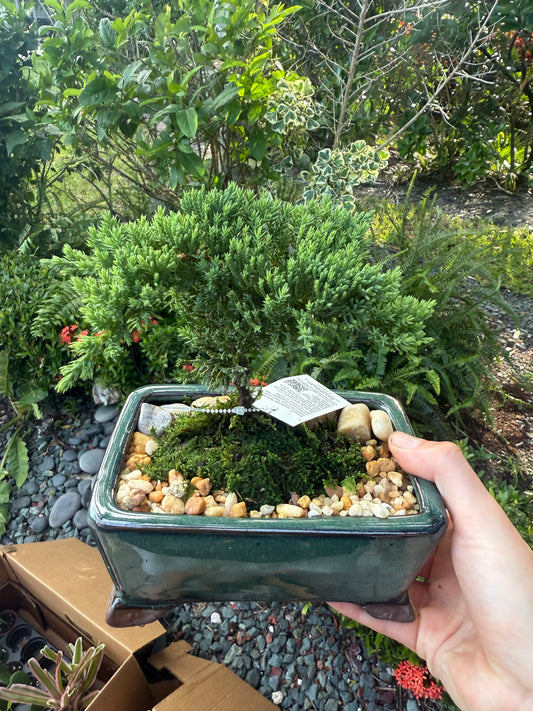 Bonsai Juniper In Ceramic Pot