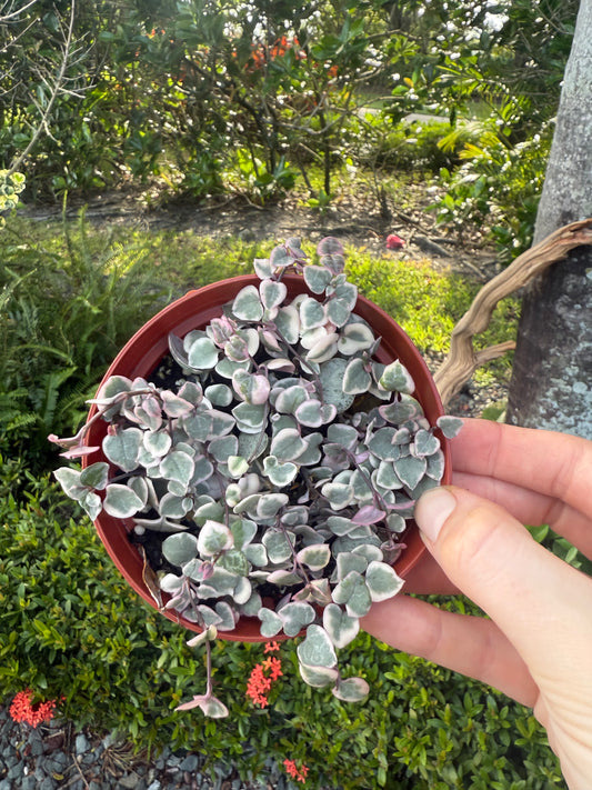 Variegated String Of Hearts